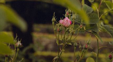 Ein Nahaufnahmebild eines Rosenzweigs mit einer aufgebluhten rosa Blute und mehreren geschlossenen Knospen im Hintergrund.